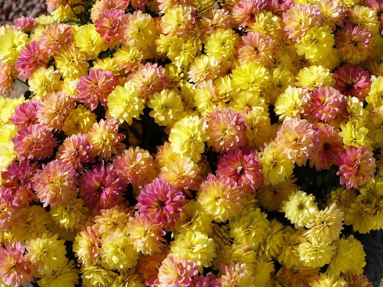 最新四季葱种植技术及其应用简介